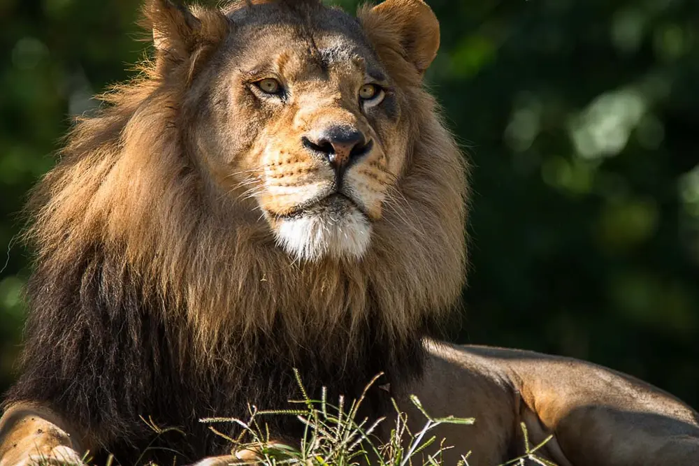Majestic male lion, lounging.