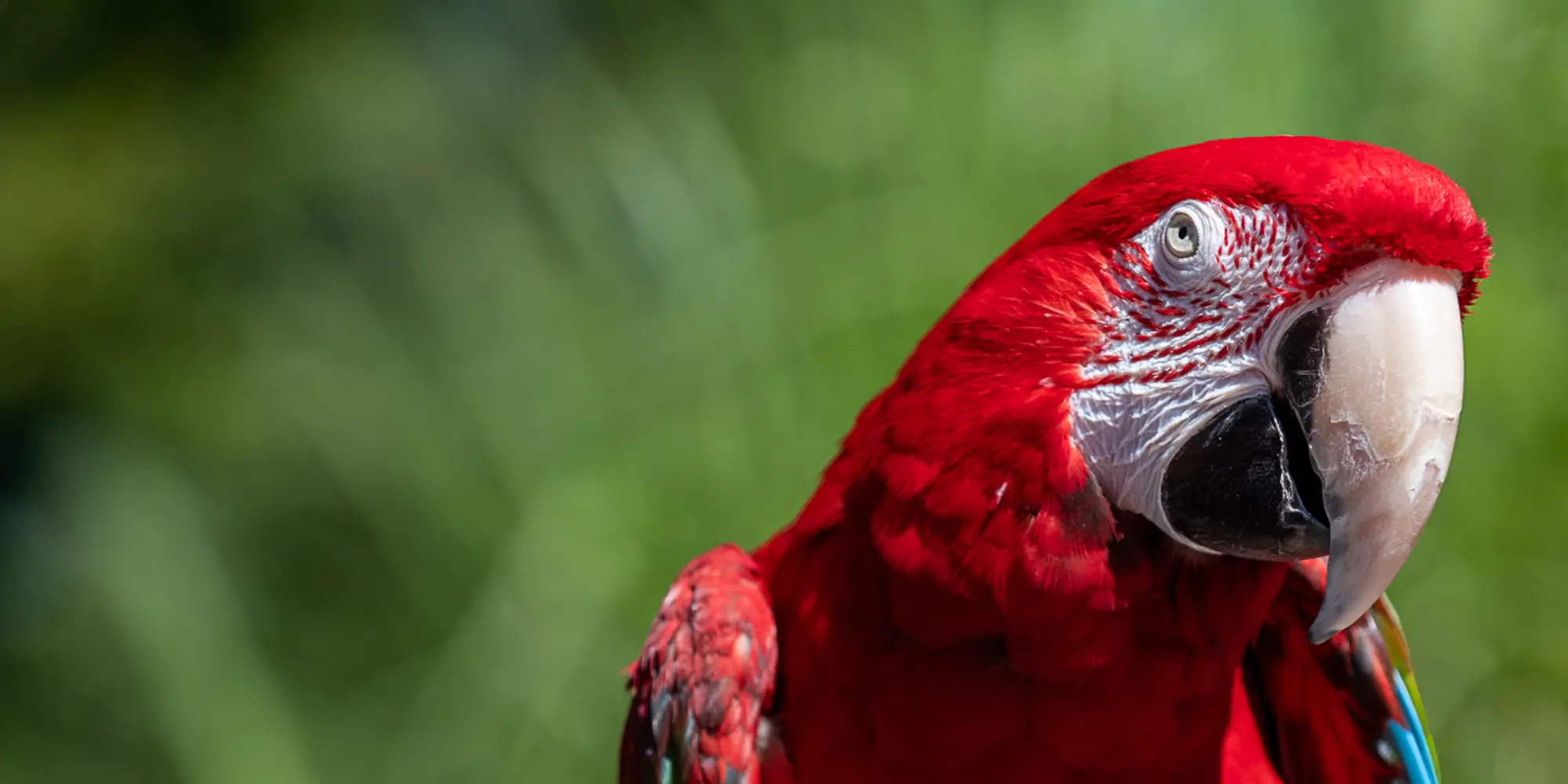Red macaw.