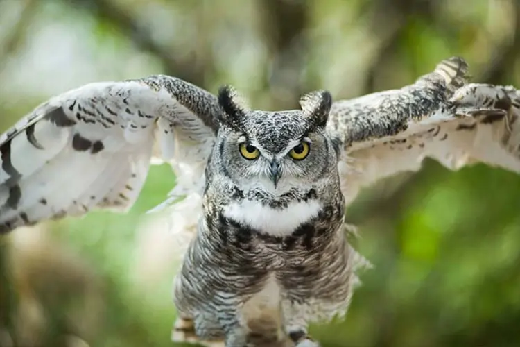 New Barn Owl Program Takes Flight