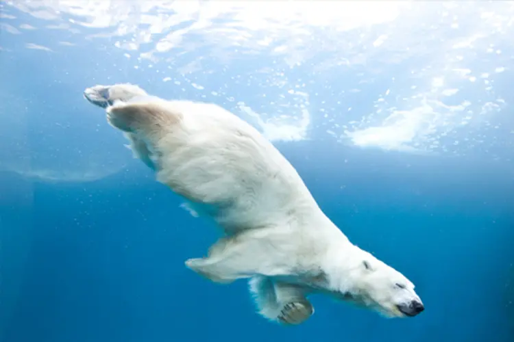 Polar bear.