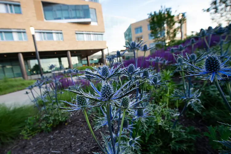 Thistle growing on campus.